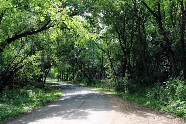 istock old paved road running through forest woodland 1253087379