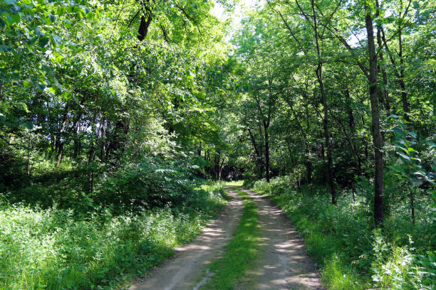 istock single dirt road path leading into a dense wooded forest 1253087512