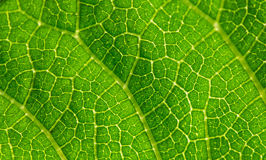 Extreme closeup of green plant leaf with veins