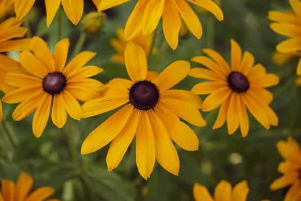 istock Flowers in Bloom 1253088640