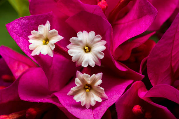 A closeup of the crimson leaves and small white flowers of the Bougainvillea plant. Image captured with flash and a 50mm lens with a 36mm extension tube.