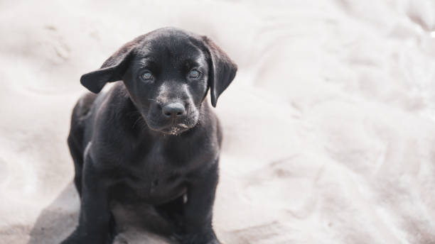 istock Dogs at Play at the Beach 1253089516