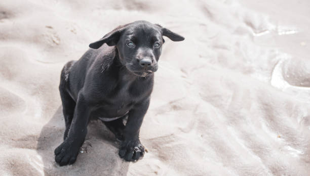 istock Dogs at Play at the Beach 1253089533