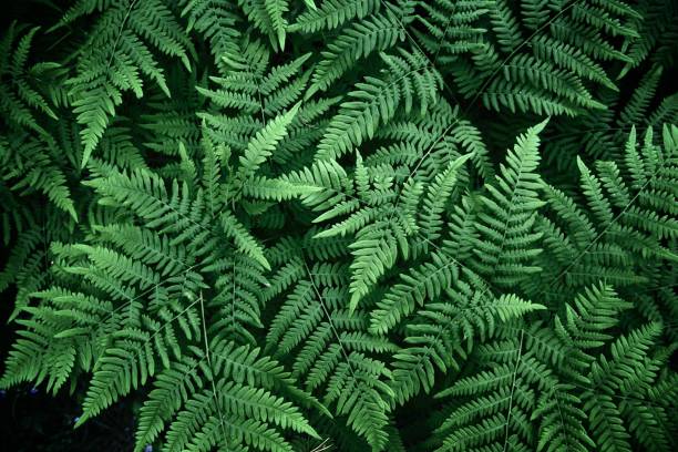 istock Natural background from fern leaves 1253089556