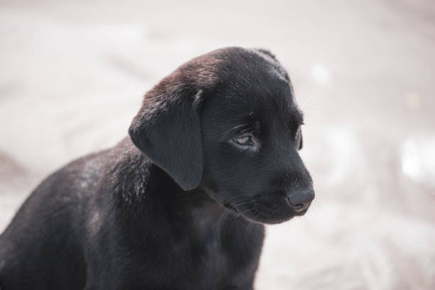 istock Dogs at Play at the Beach 1253089559