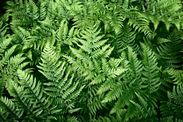 istock Natural background from fern leaves 1253089669