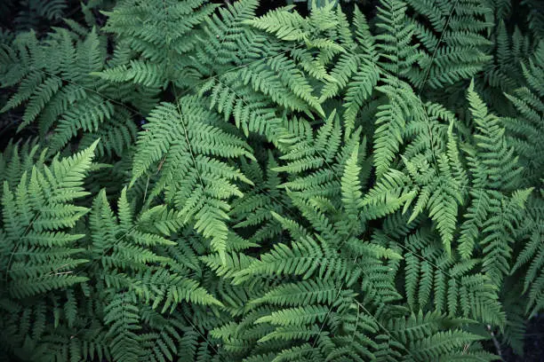 Photo of Natural background from fern leaves