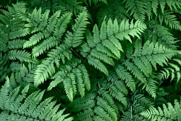 istock Natural background from fern leaves 1253089698