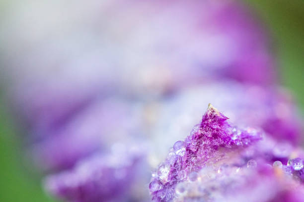 istock Abstract macro background of dew on purple flower 1253091962