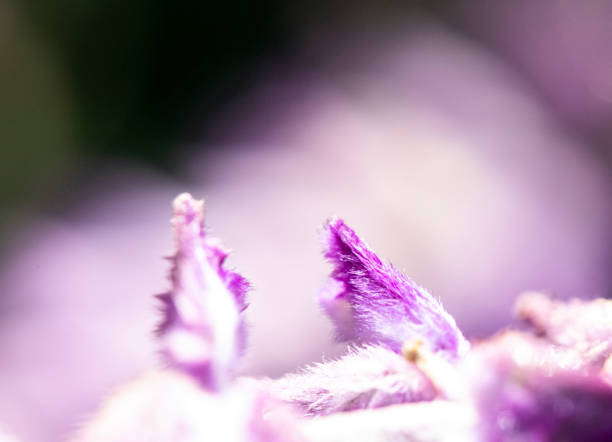 Flower detail on purple sage bush