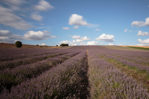 Lavender Fields, England, United Kingdom