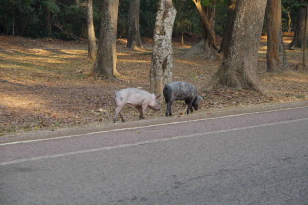 istock Pigs in the Angkor Thom 1253093498