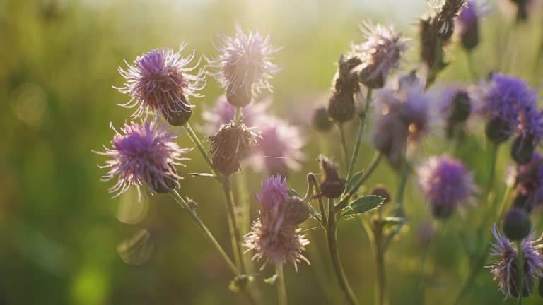 Small purple thistle flowers tremble with sunlight