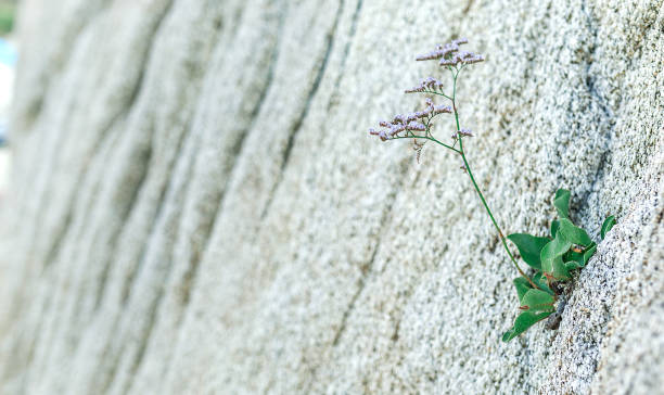 Amazing small flower growing at the rock at the sea. Nature concept