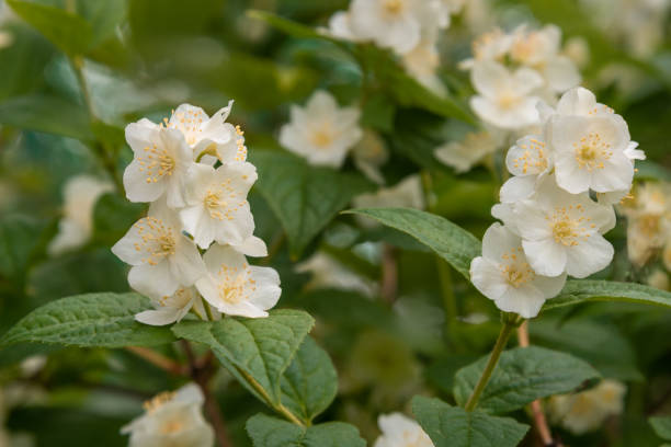 istock Philadelphus branch with white flowers 1253095671