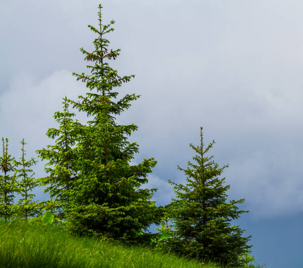 Beautiful landscape in summer, Carpathian mountains