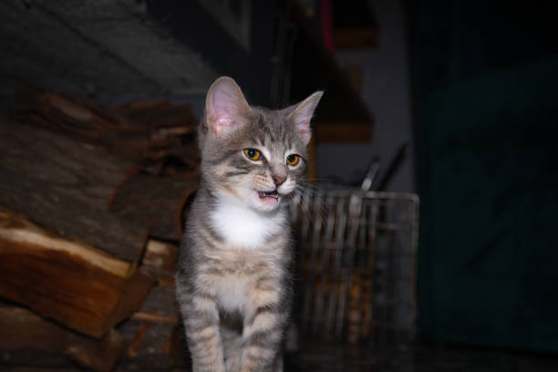 Lonely homeless cat is looking at camera