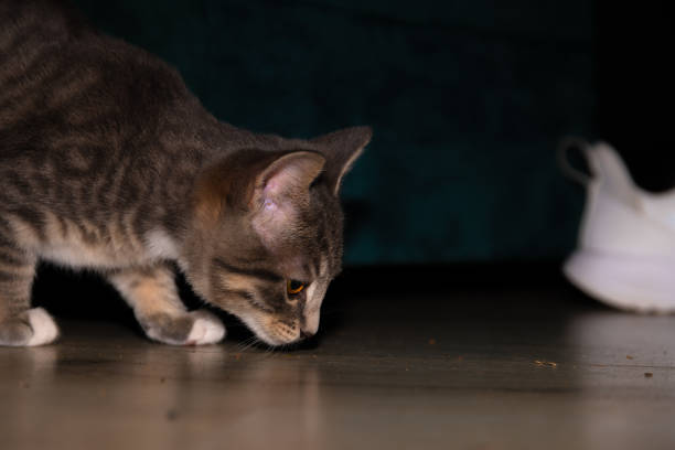 Cute furry tabby baby kitten Playfull