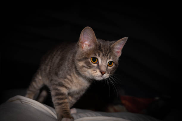 istock Cute furry tabby baby kitten Playfull 1253097241