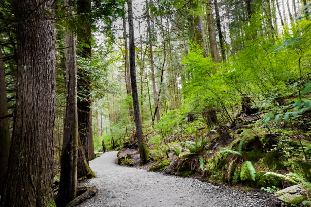 istock Hiking trail in green forest 1253097302