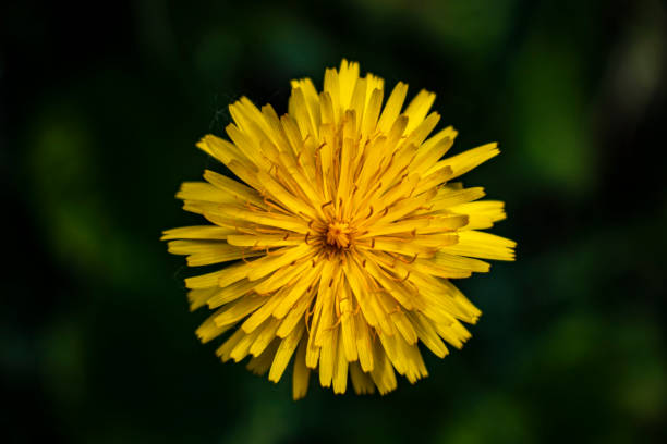 istock Yellow daisy dandelion flower macro up close 1253097355