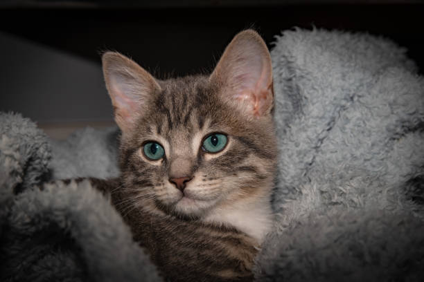 Cute furry tabby baby kitten Playfull