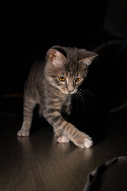 istock Cute furry tabby baby kitten Playfull 1253098482