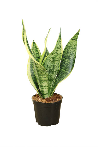 istock Tropical plant Sansevieria Trifasciata in pot 1253098769
