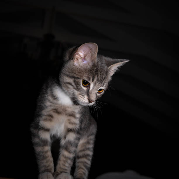 istock Cute furry tabby baby kitten Playfull 1253098865