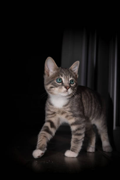 istock Cute furry tabby baby kitten Playfull 1253098926