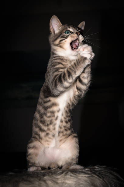 istock Cute furry tabby baby kitten Playfull 1253098927