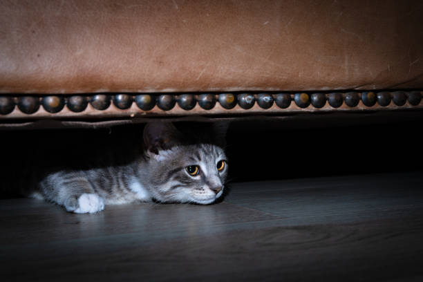 Cute furry tabby baby kitten Playfull