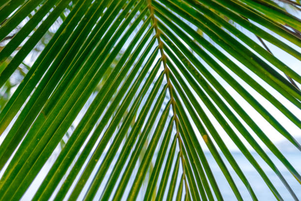 istock Green palm leaf on the seashore, close-up. 1253099764