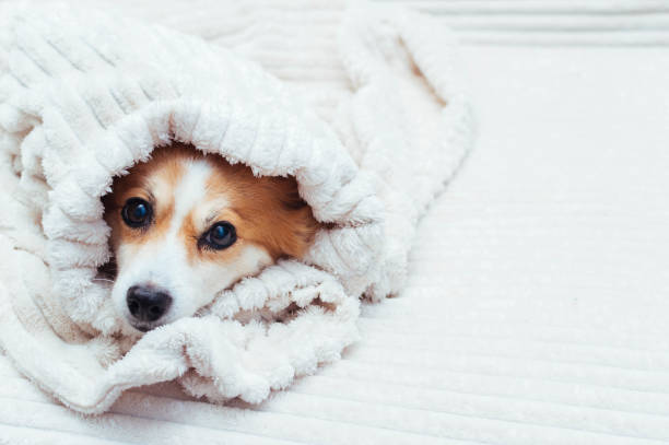 istock dog is wrapped in a bedspread on the bed. Concept autumn. Copy space 1253099953