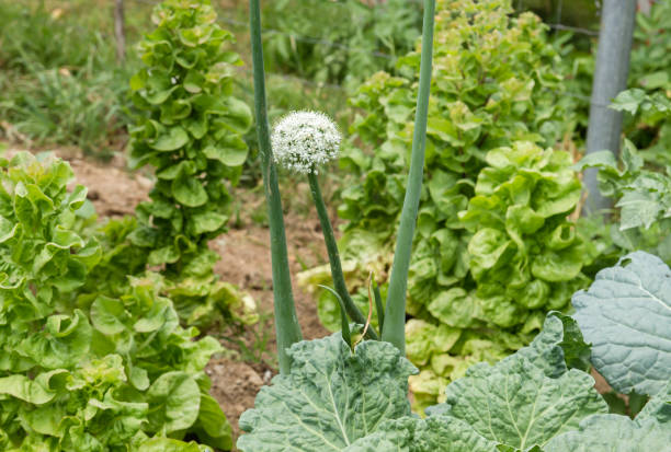 istock Green kitchen garden detail 1253100085