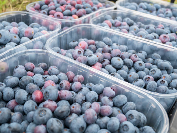 istock Agricultural harvesting concept. Blueberries in plastic containers. 1253100465