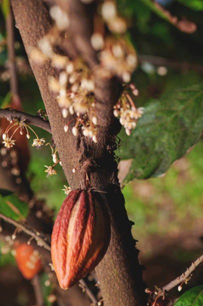 One orange cacao pods