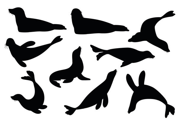 illustrations, cliparts, dessins animés et icônes de ensemble noir de silhouette de l’illustration plate de conception d’animal de dessin animé de joint mignon isolé sur le fond blanc - phoque