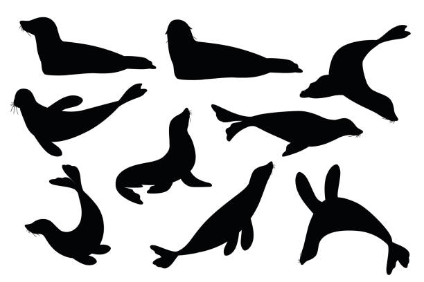 Black silhouette set of cute seal cartoon animal design flat vector illustration isolated on white background Black silhouette set of cute seal cartoon animal design flat vector illustration isolated on white background. seal animal stock illustrations