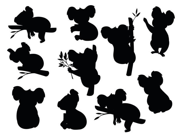 illustrations, cliparts, dessins animés et icônes de ensemble noir de silhouette de l’ours gris mignon de koala dans différentes poses mangeant des feuilles de sommeil de modèle d’animal de conception l’illustration plate de vecteur isolé sur le fond blanc - koala