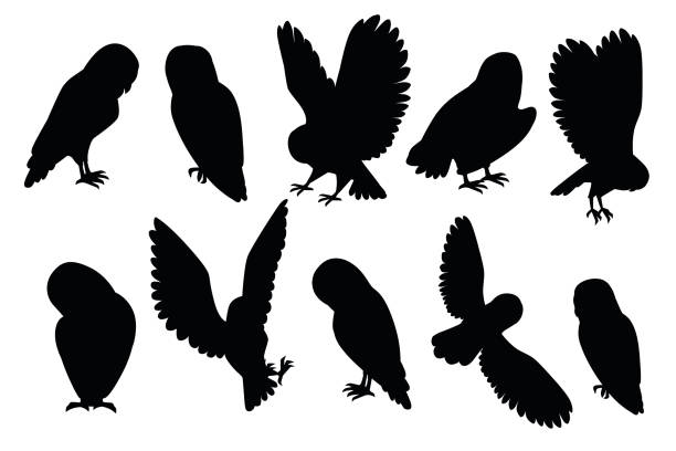 Black Silhouette Set Of Cute Barn Owl Cartoon Wild Forest Bird Animal  Design Flat Vector Illustration Isolated On White Background Stock  Illustration - Download Image Now - iStock
