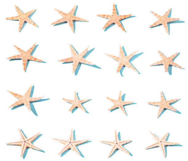 istock Set of starfish with hard shadow isolated on white background. 1253105027