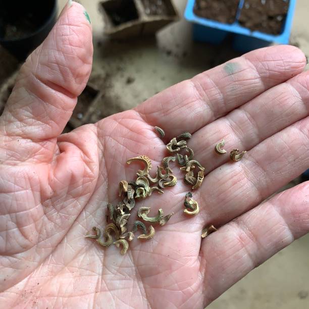 Calendula seeds in palm of hand