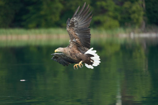 istock White tailed Eagle Catching eel Raptor Lake Hunting.Feather Perfection Fish 1253105113