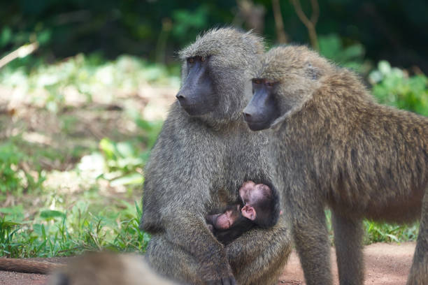 Bärenpavian / Chacma baboon / Papio ursinus