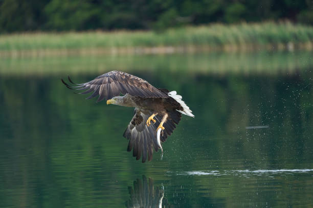 istock White tailed Eagle Catching eel Raptor Lake Hunting.Feather Perfection Fish 1253105214