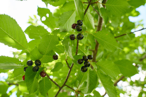istock Ripe black bitter cherries 1253105725