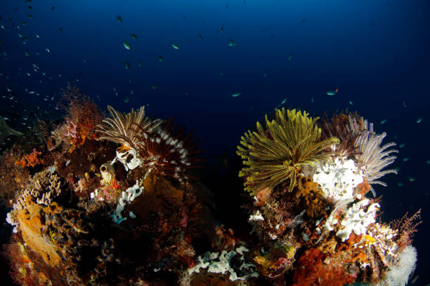 istock Raja Ampat Coral Reef 1253106065