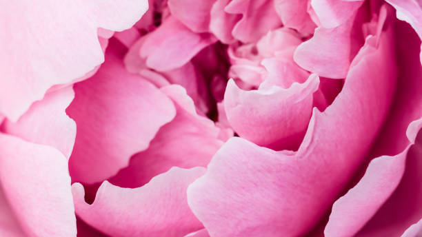 istock Pink peony flower, closeup. 1253106109