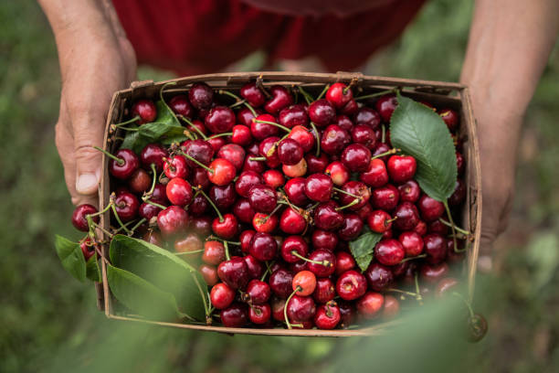 istock Man's  hands  holding  straw box  of  freshly picked cherries or merry. 1253106209
